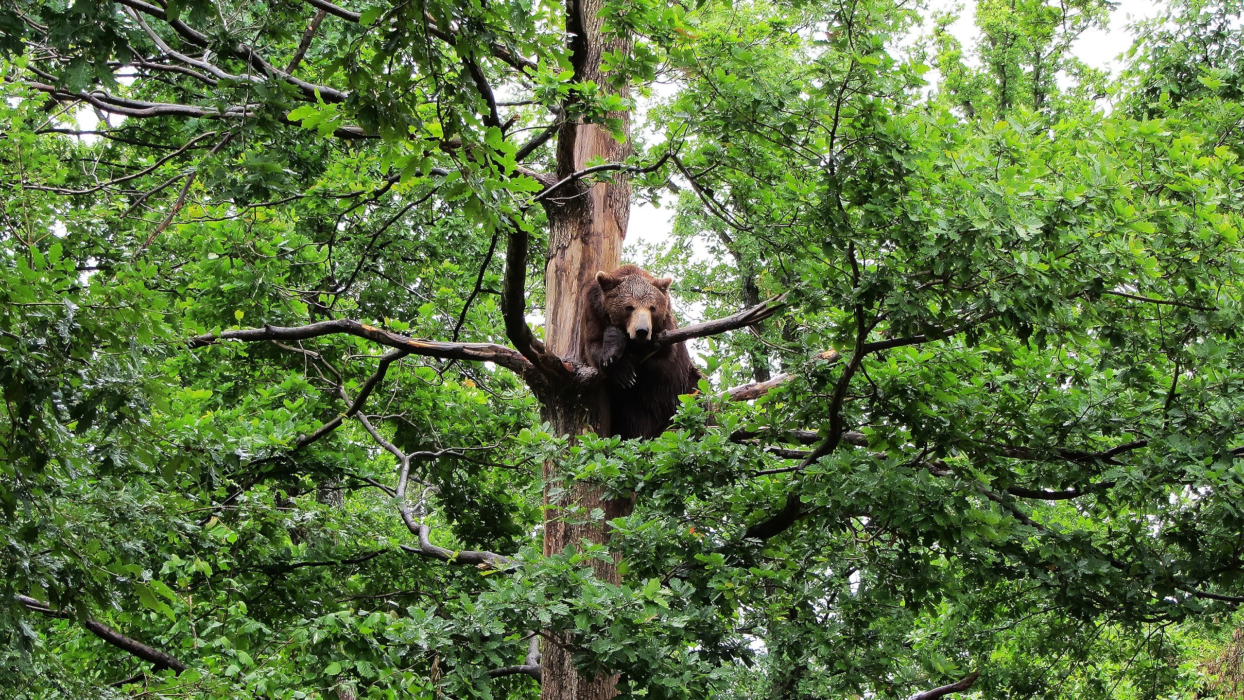 Bear in a tree