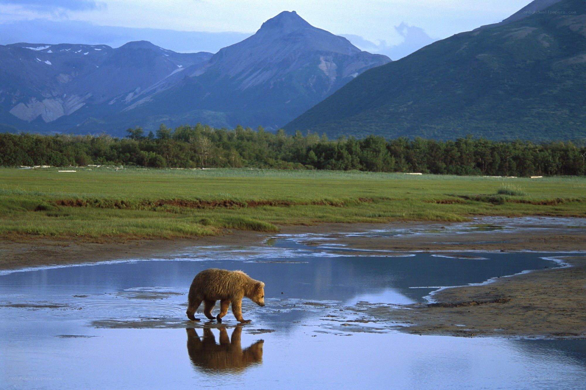 Bear in a wetland with mountains