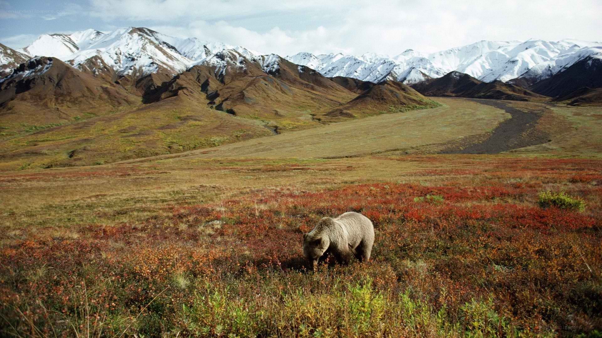 bear in alaskan tundra