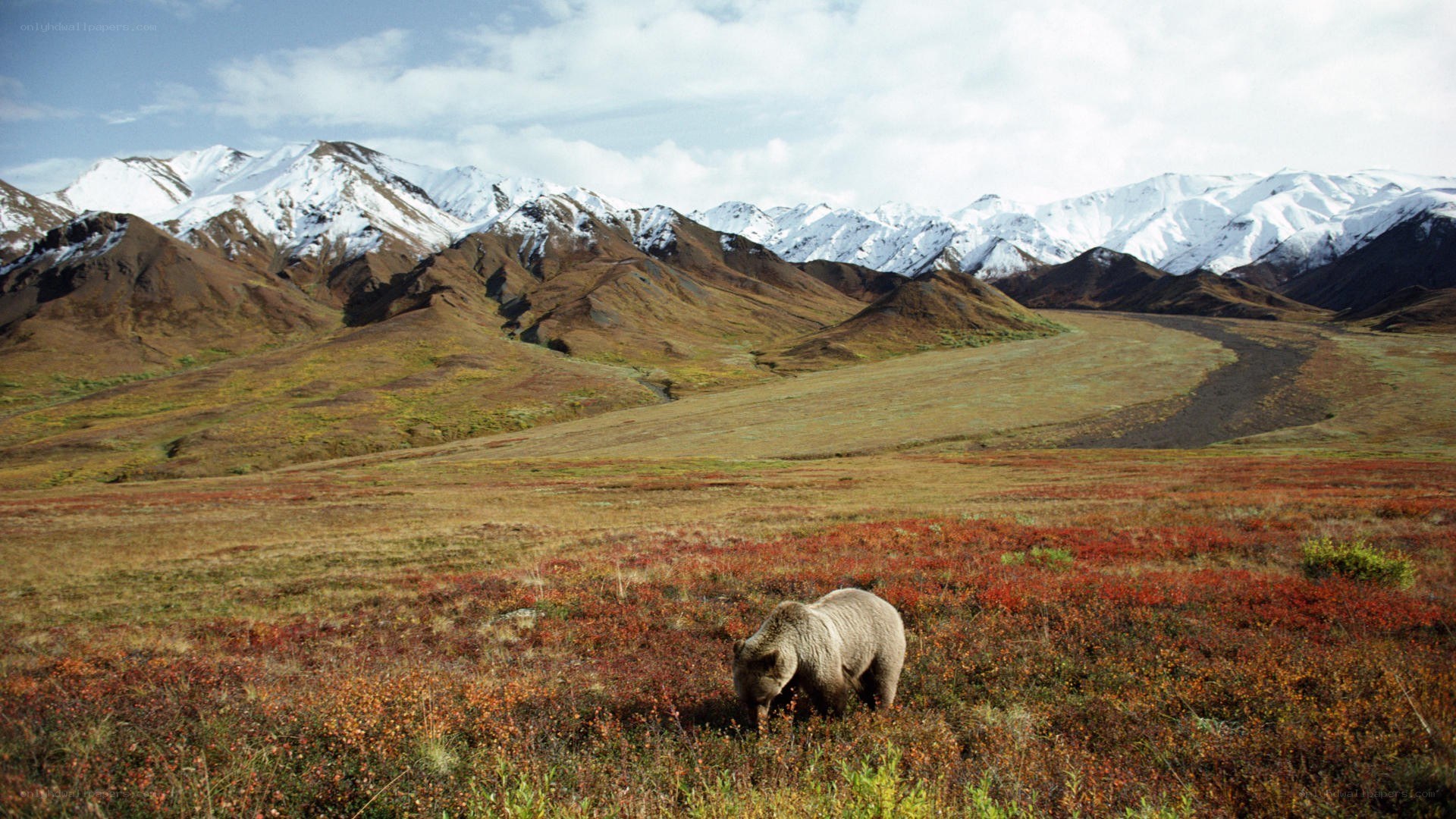 Bear in alaskan tundra
