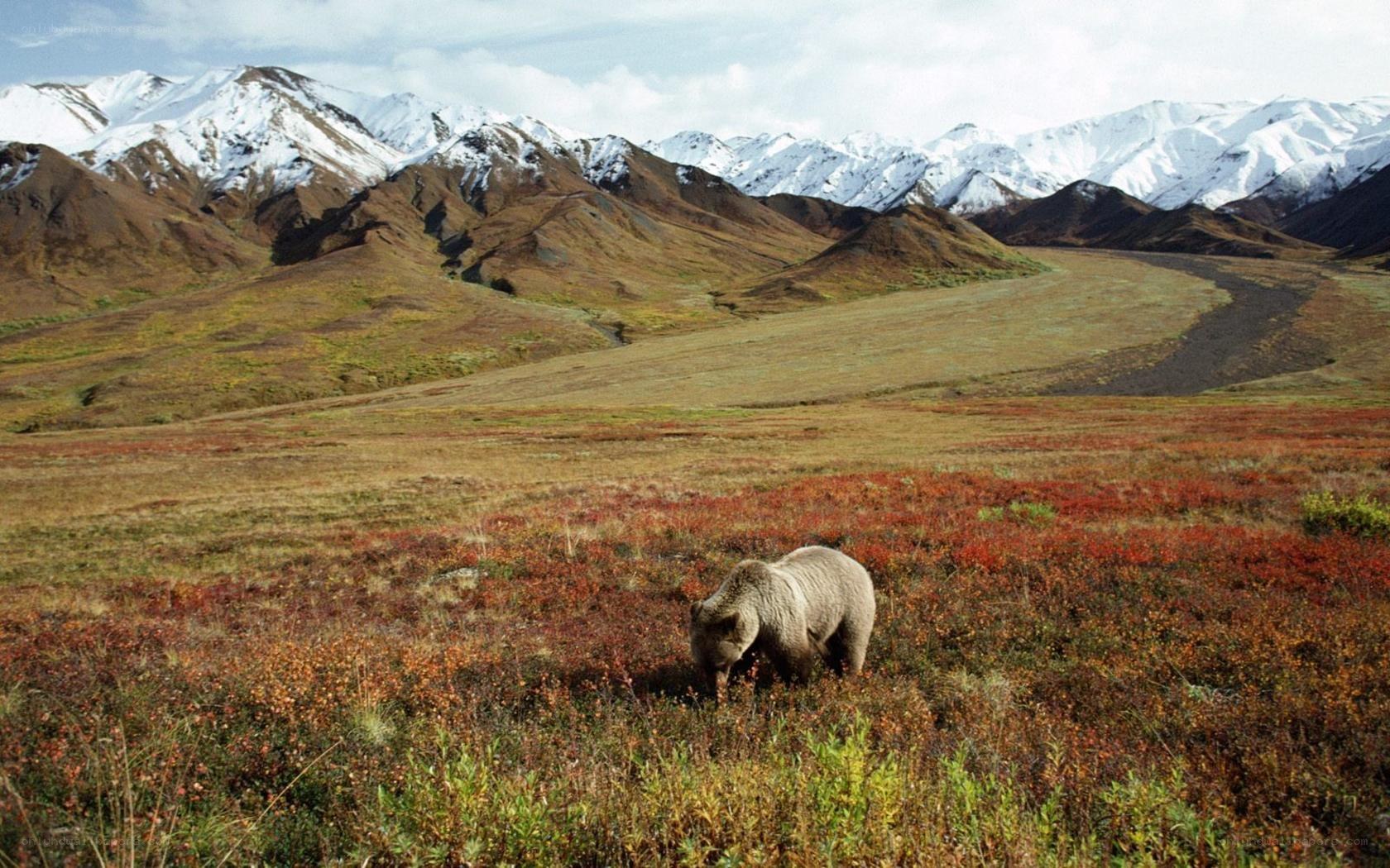 Bear in alaskan tundra