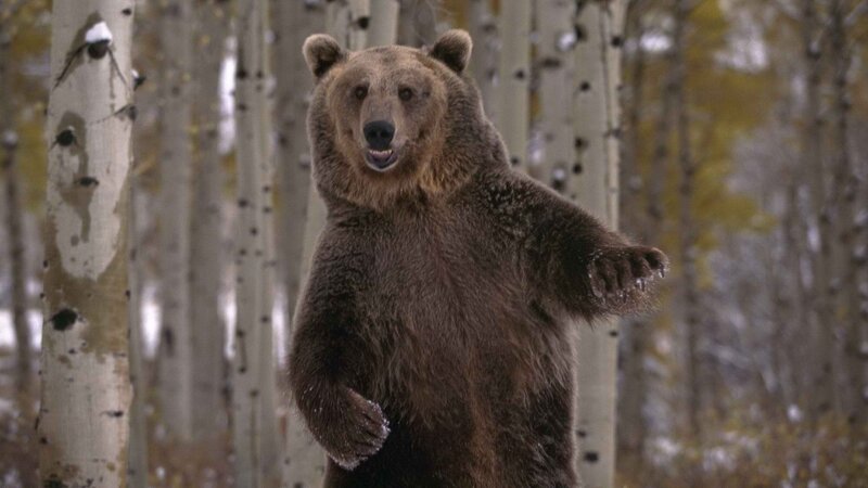 bear in aspen forest