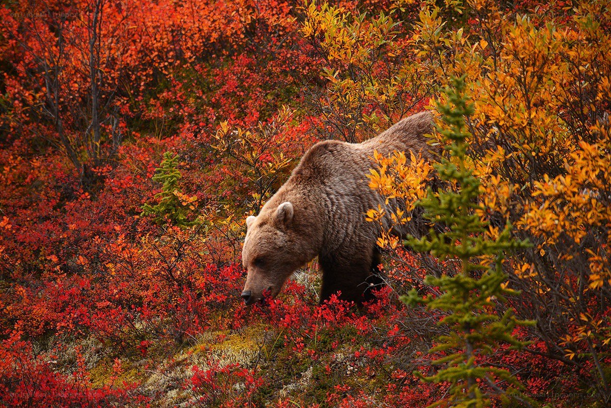 Bear in autumn foliage