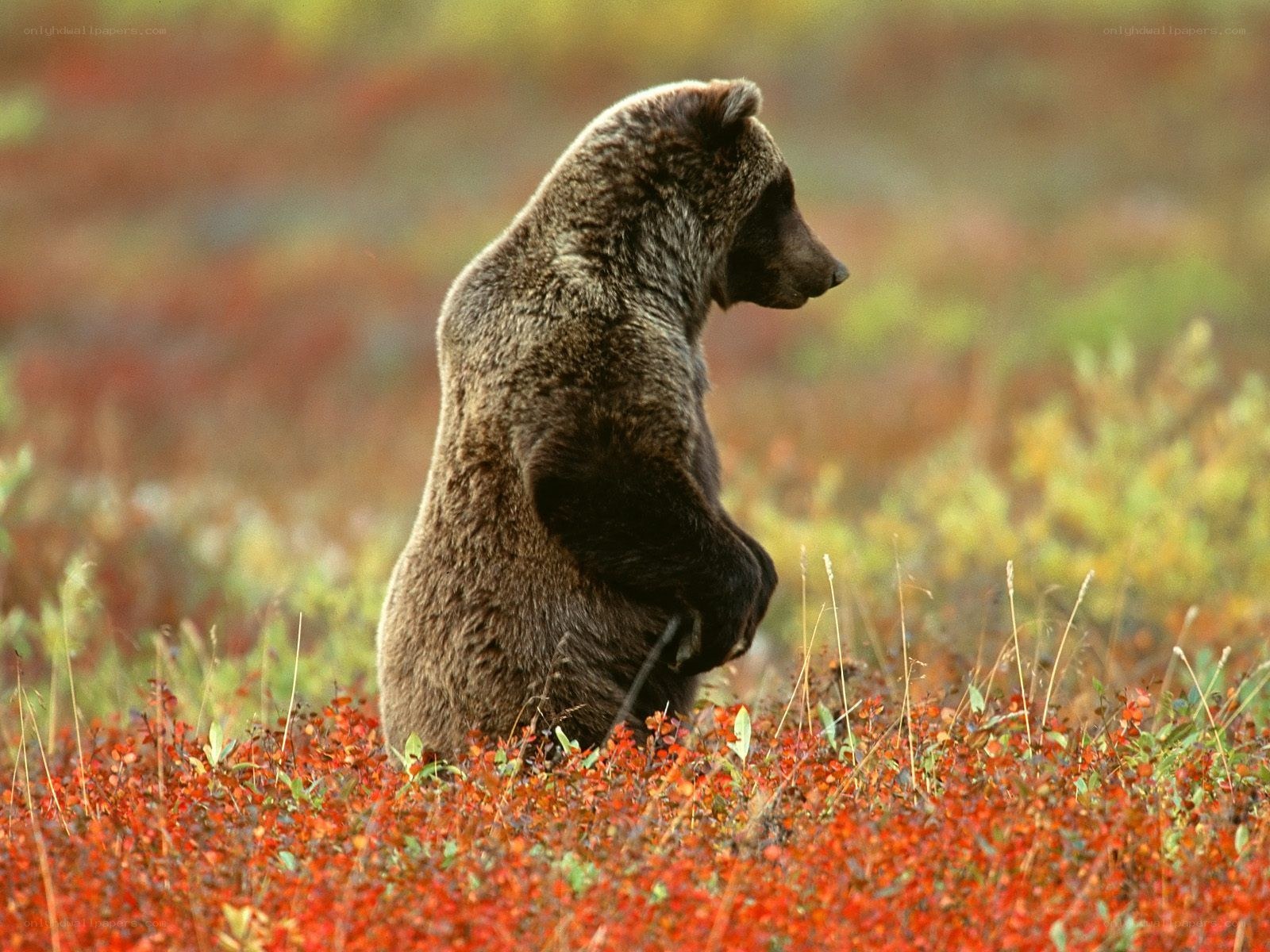 Bear in autumn foliage
