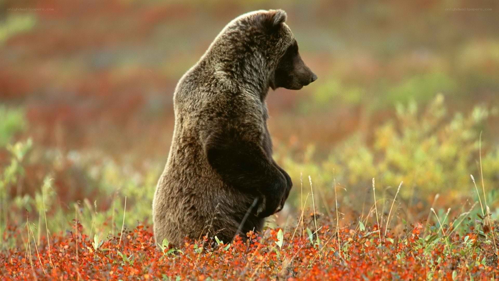 bear in autumn foliage