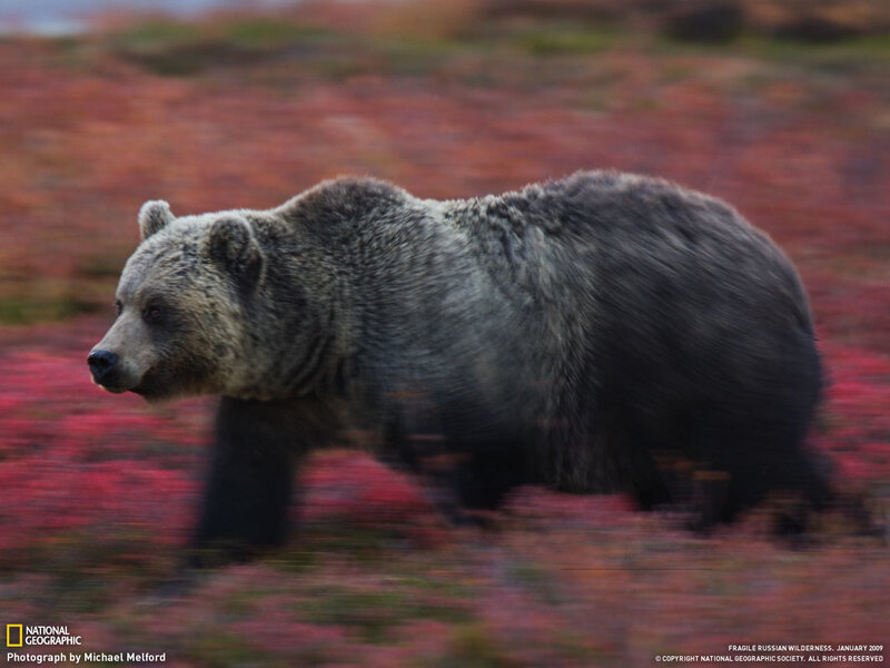Bear in autumn landscape
