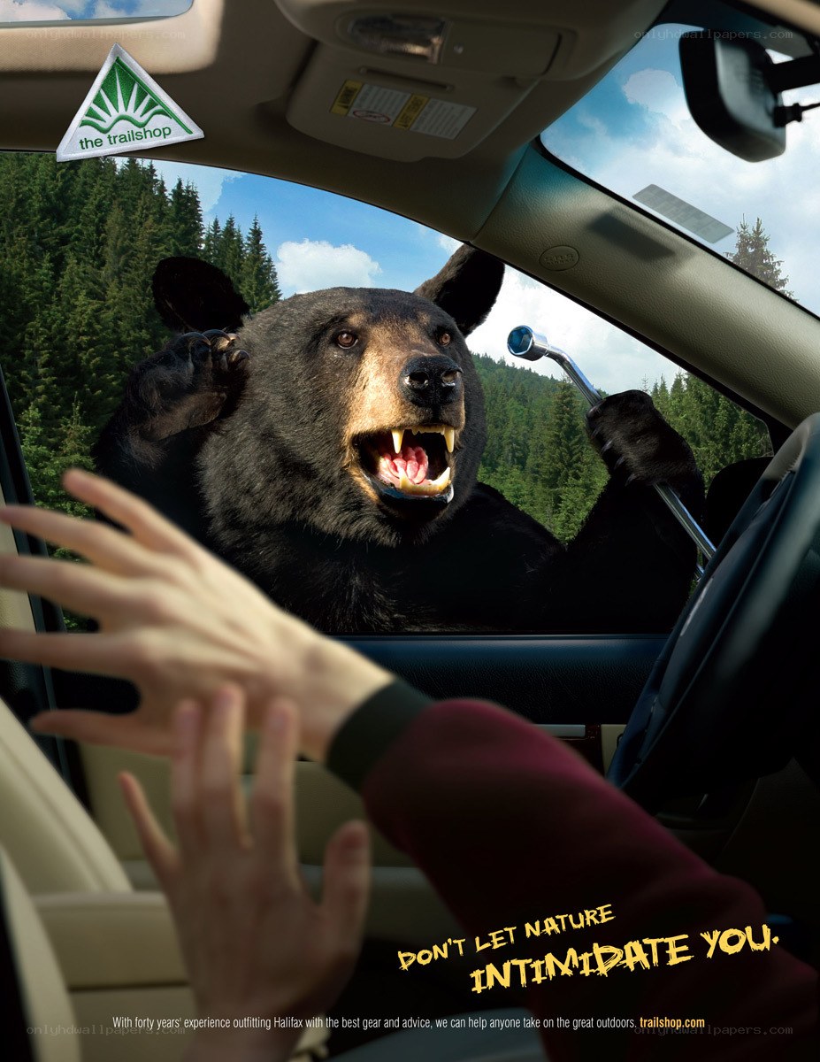 Bear in car ad