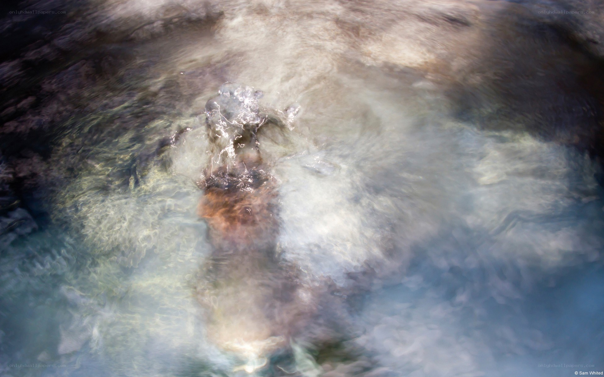 bear in flowing water