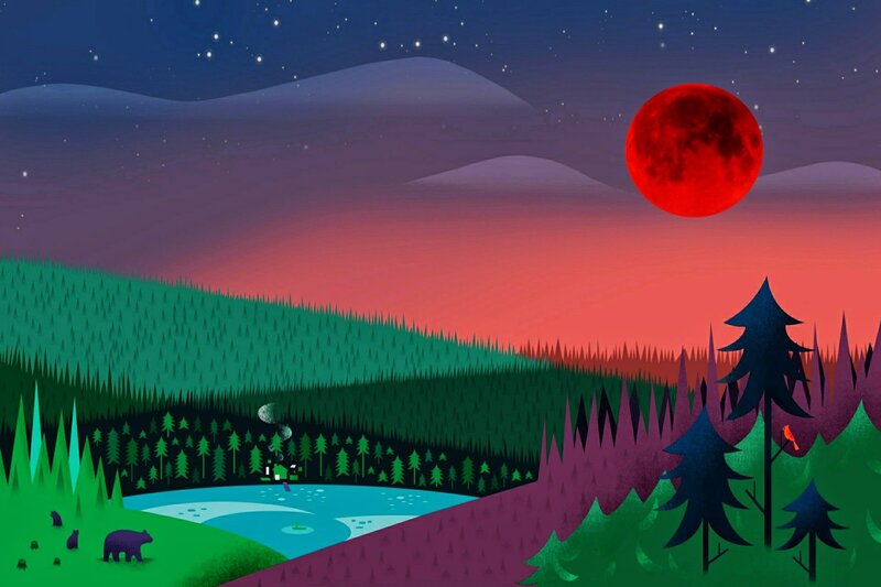Bear in Forest at Night
