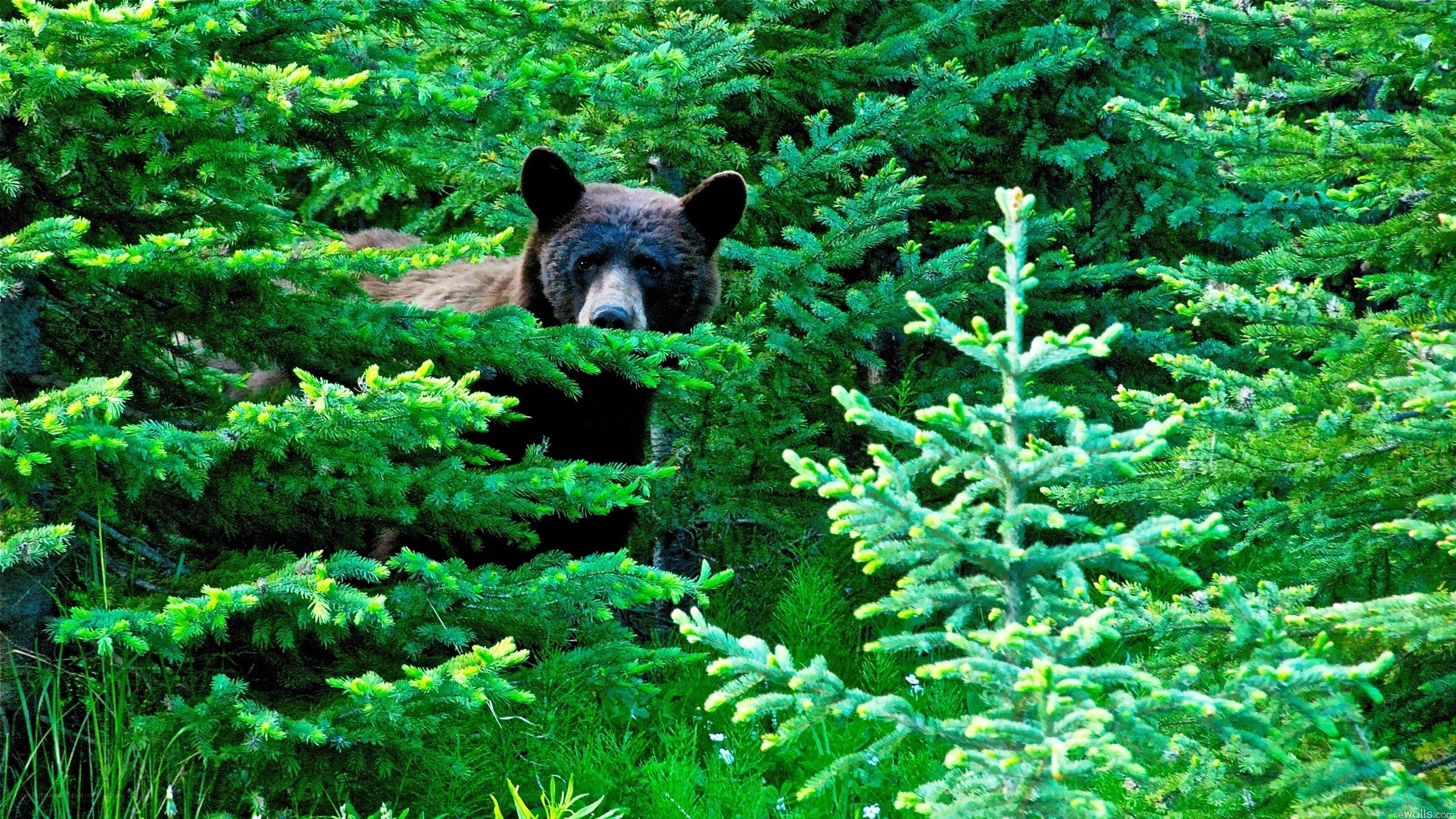 Bear in forest foliage
