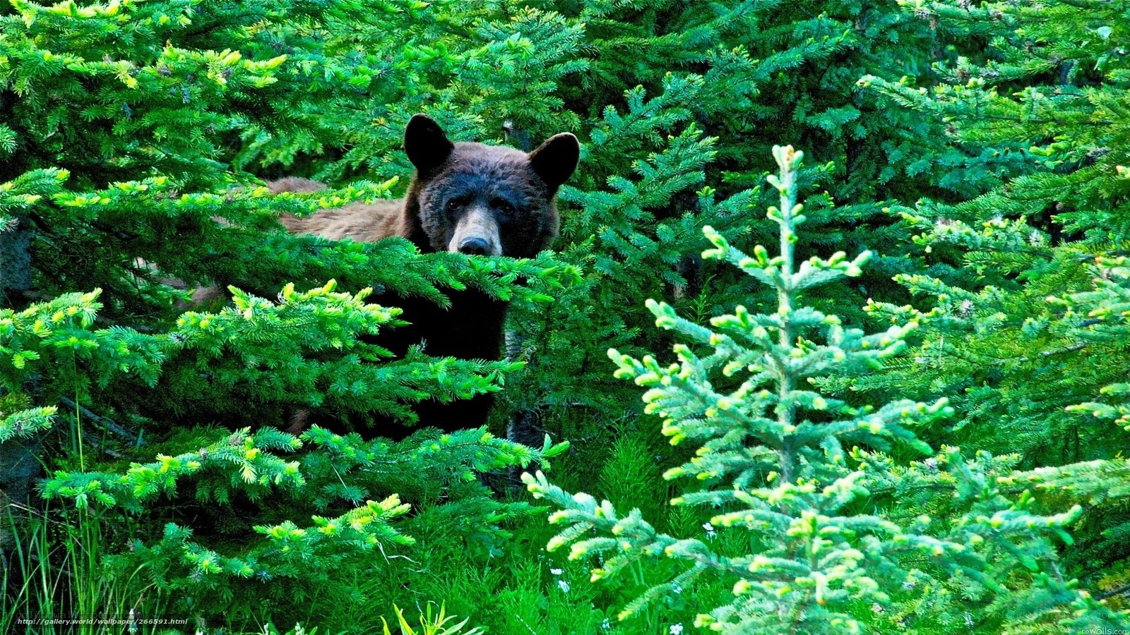 bear in forest foliage