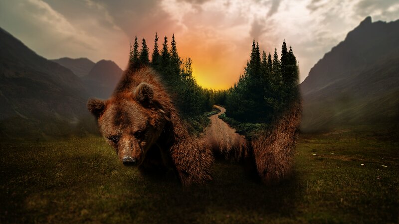 Bear in Forest Landscape