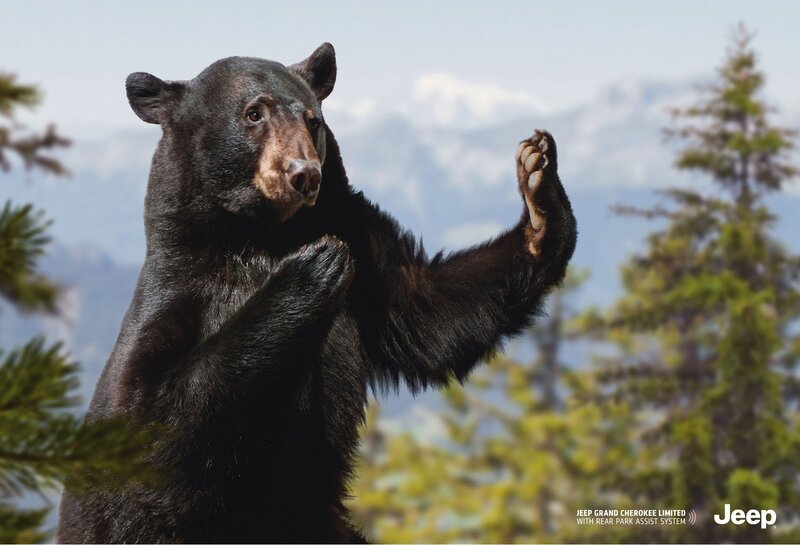 bear in forest with mountains