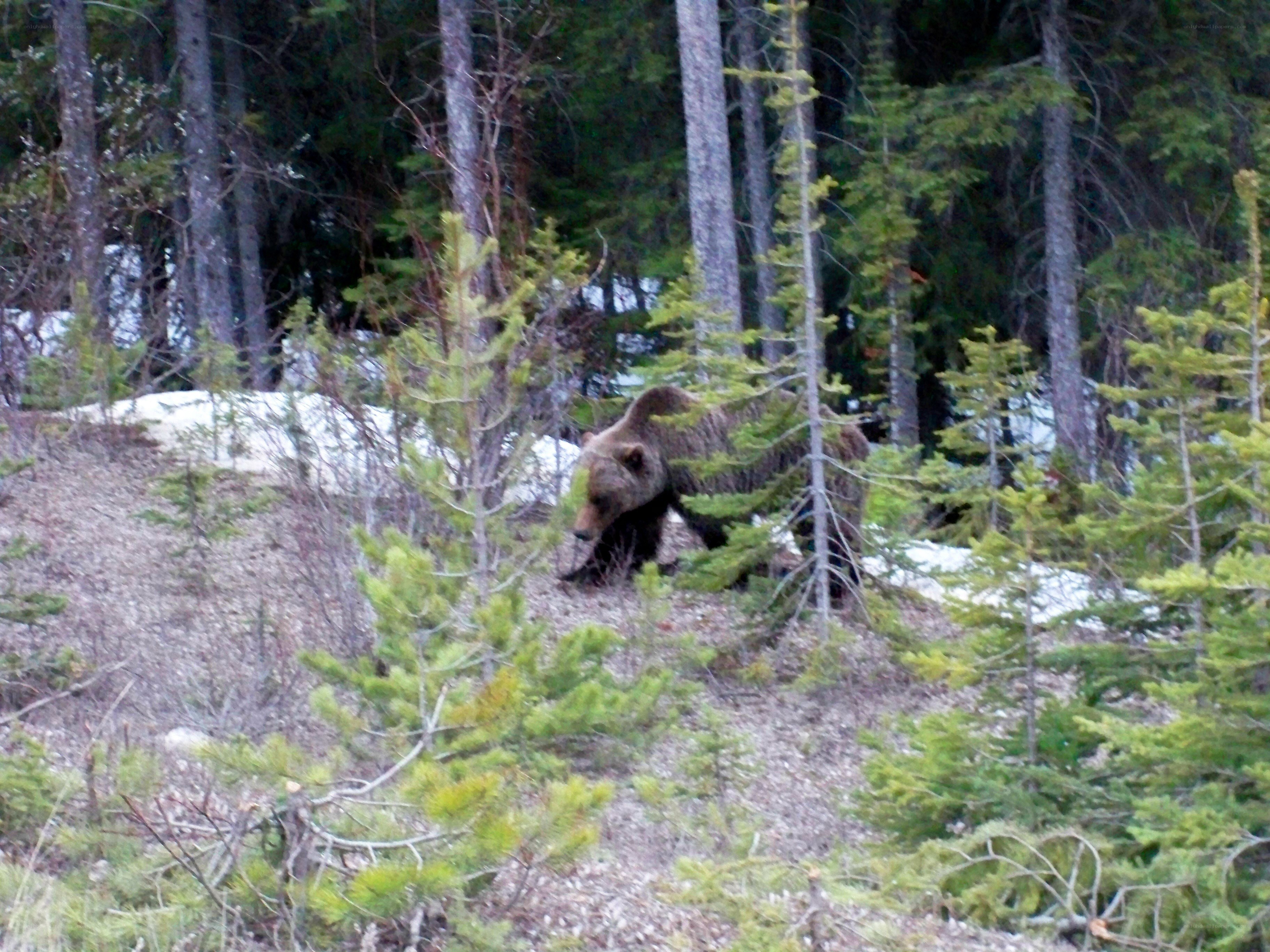 Bear in forested area