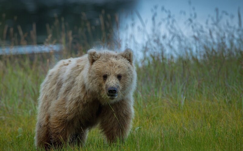bear in grassy field