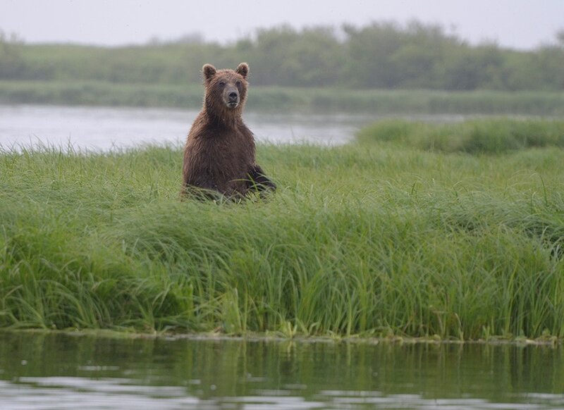 bear in grassy wetland
