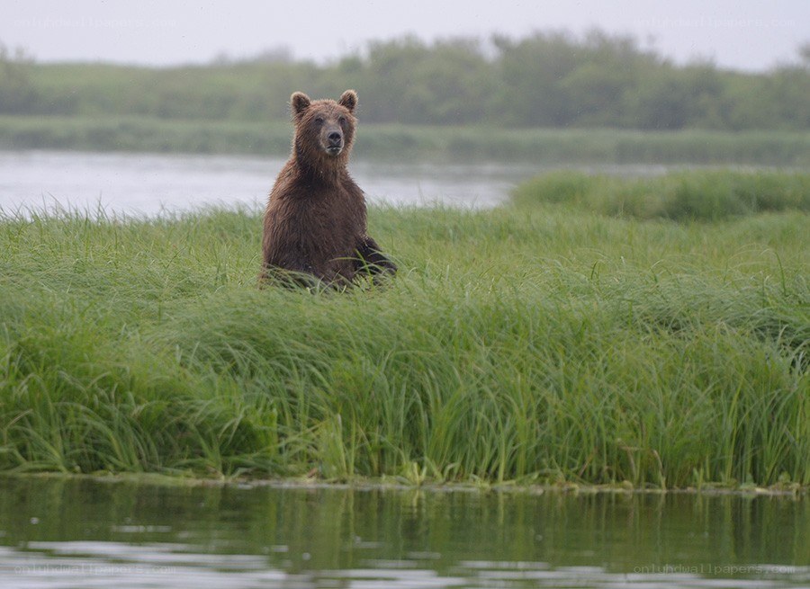 bear in grassy wetland