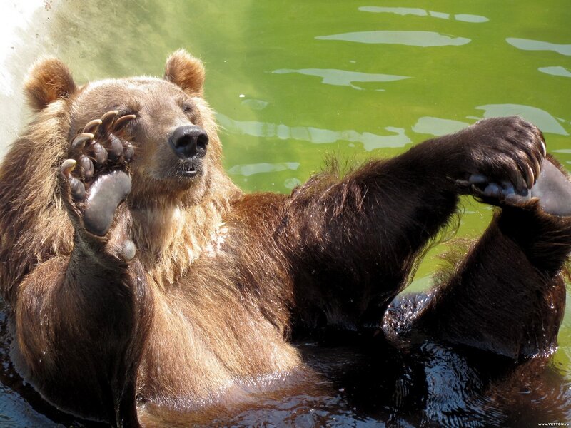 bear in green water