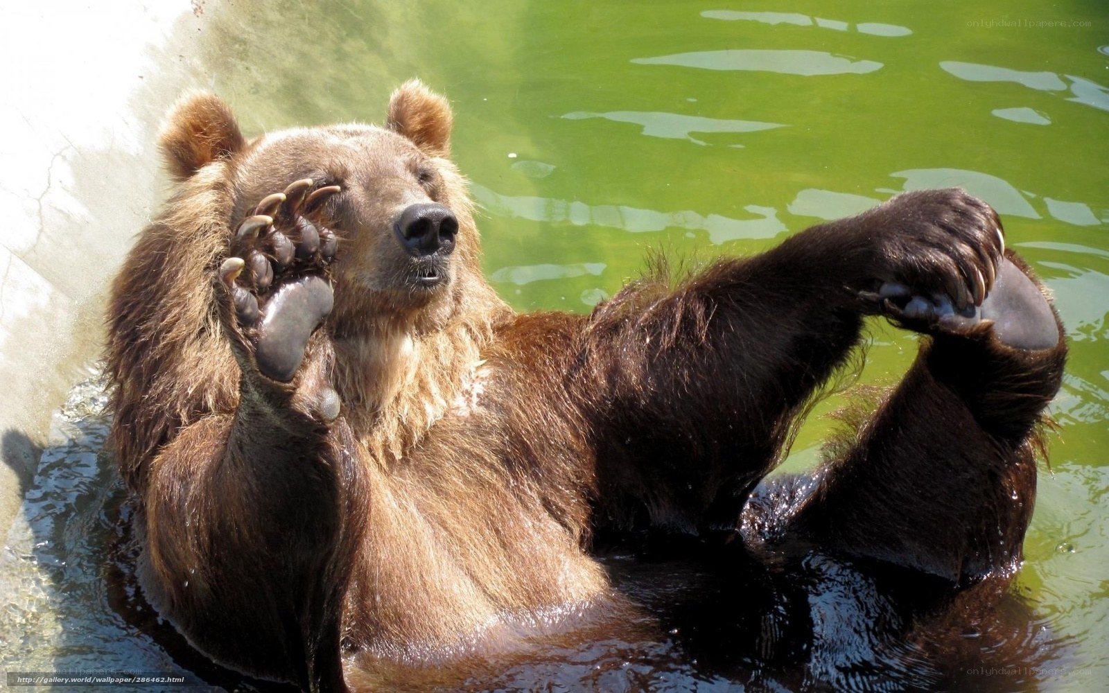 bear in green water