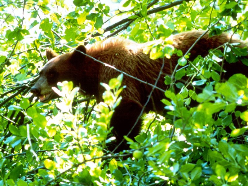 Bear in leafy forest