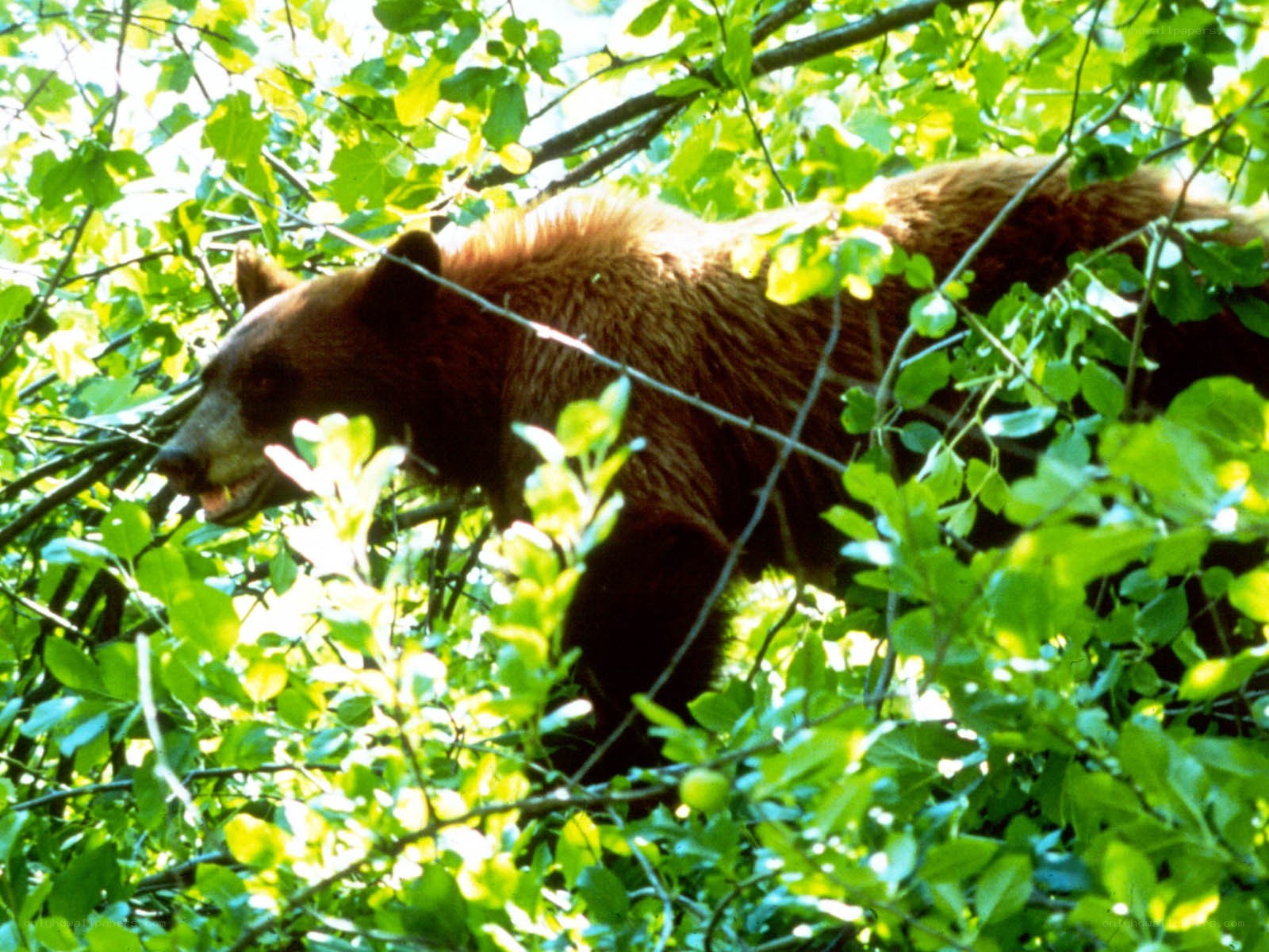 Bear in leafy forest