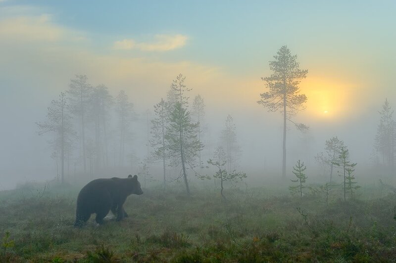 Bear in misty forest at sunrise