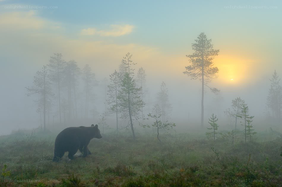 Bear in misty forest at sunrise