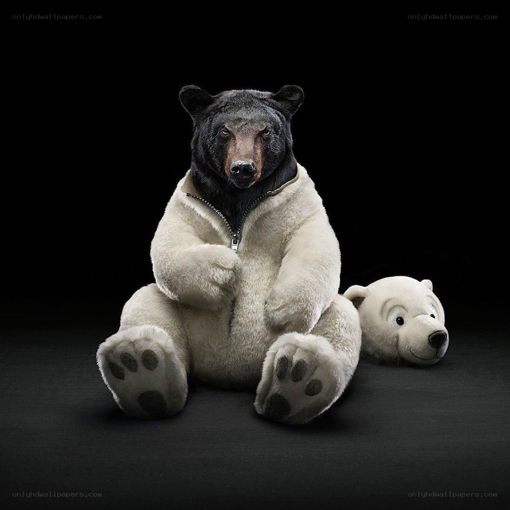 bear in polar bear costume