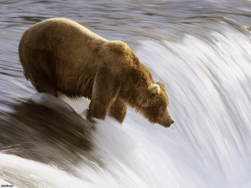bear in rushing water