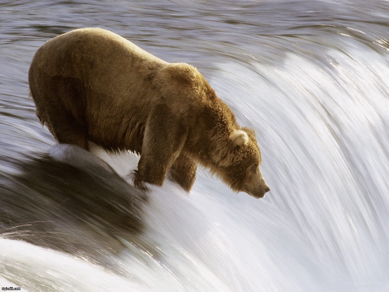 bear in rushing water