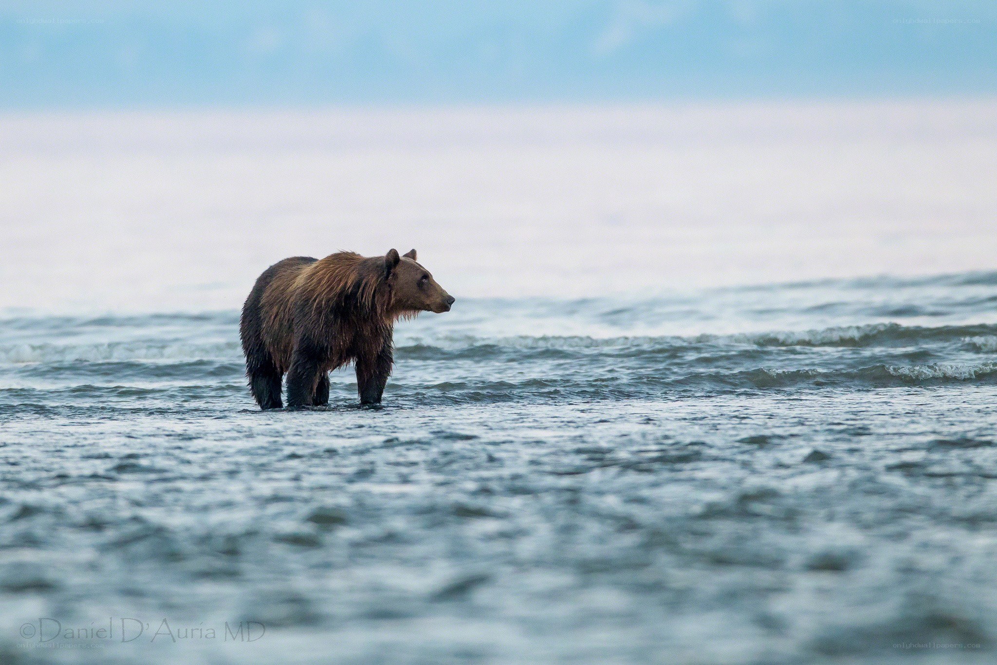 bear in shallow water