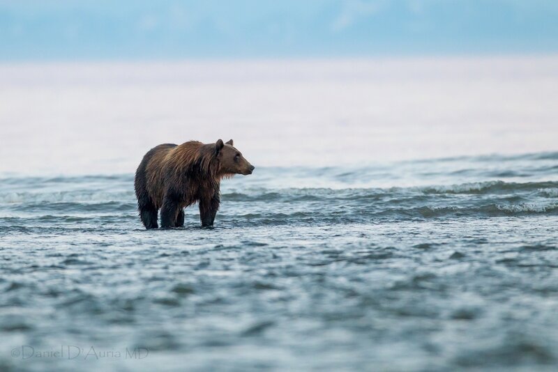 bear in shallow water