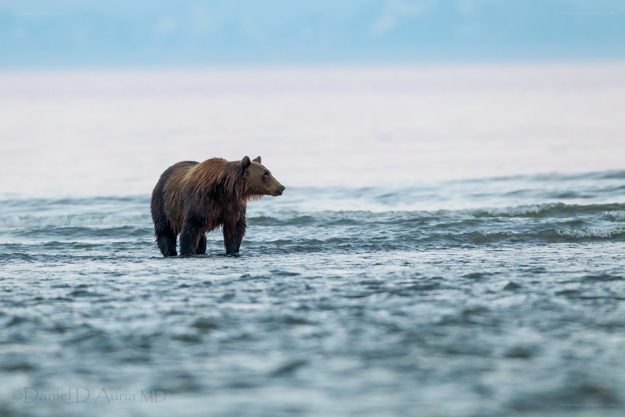 bear in shallow water