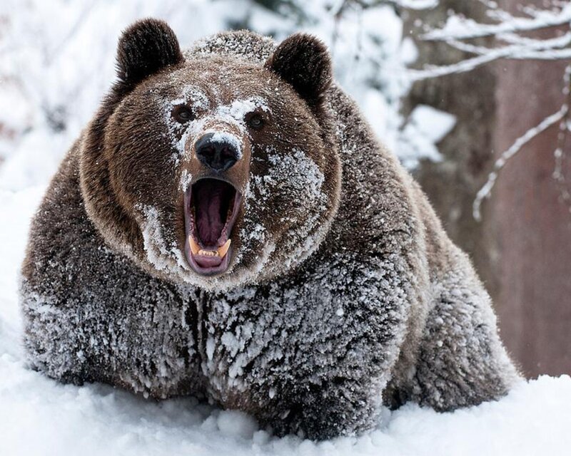 bear in snowy forest