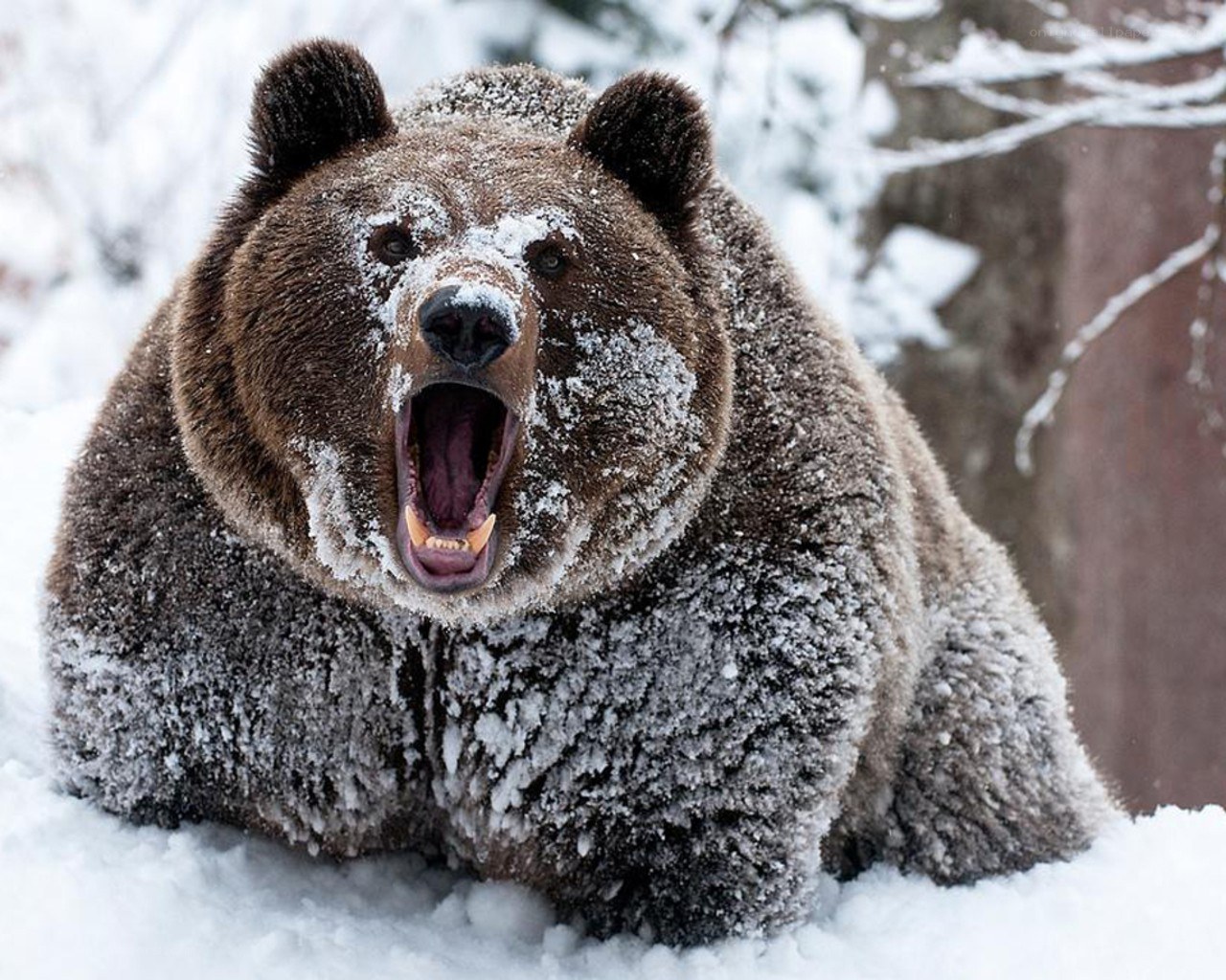 bear in snowy forest