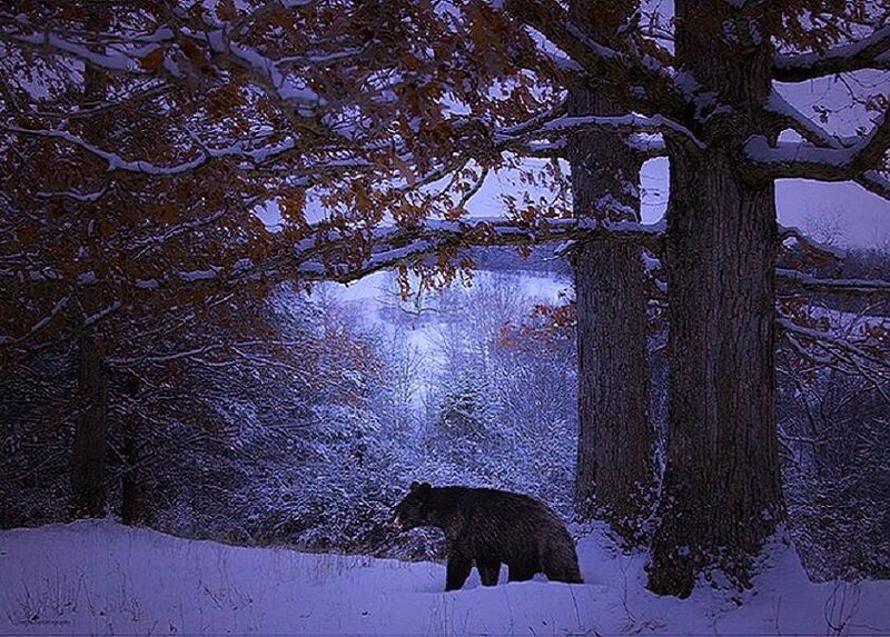 Bear in snowy forest