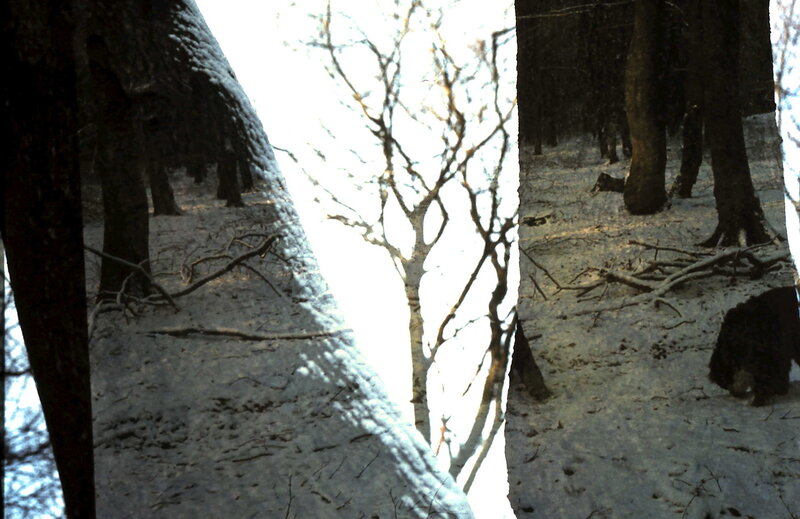 Bear in Snowy Forest — White