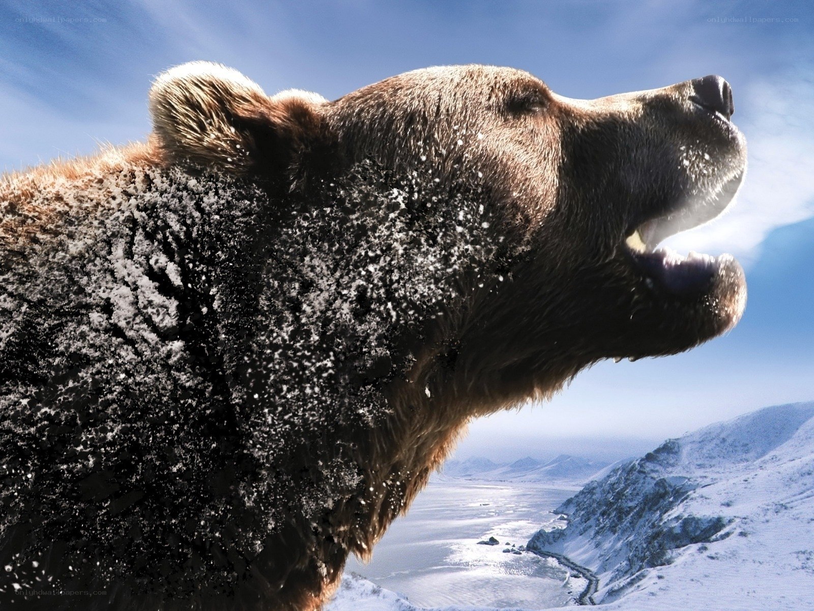 bear in snowy landscape