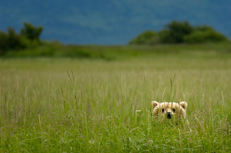 Bear in Tall Grass