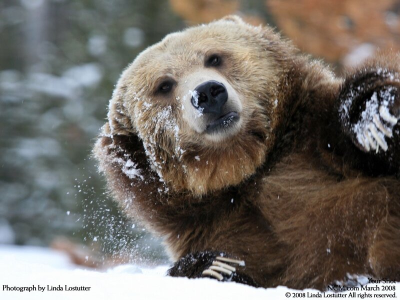 Bear in the snow