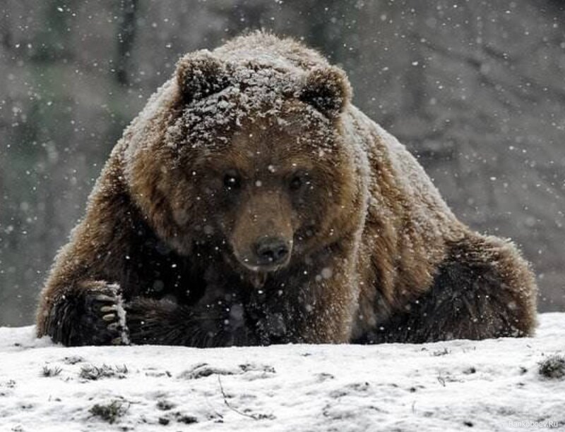 Bear in the snow