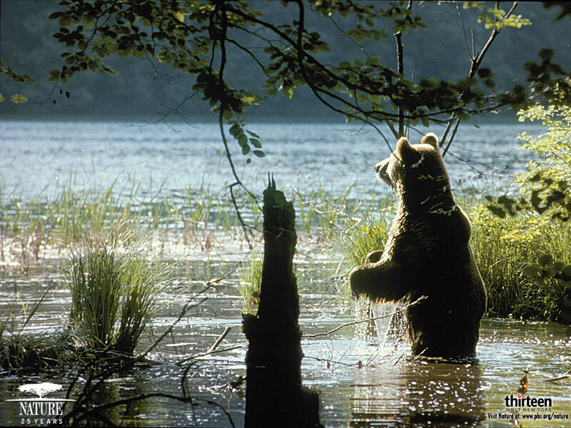 Bear in the water