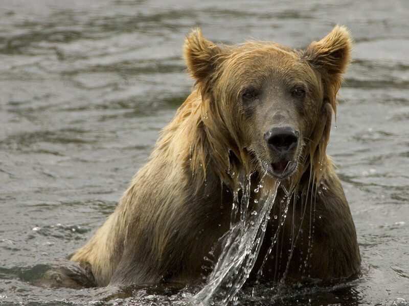 bear in the water