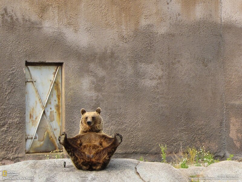 Bear in yoga pose