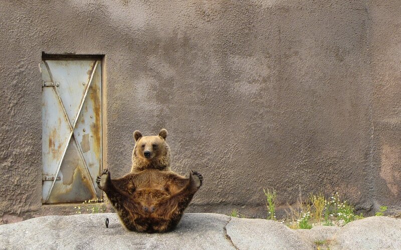 bear in yoga pose