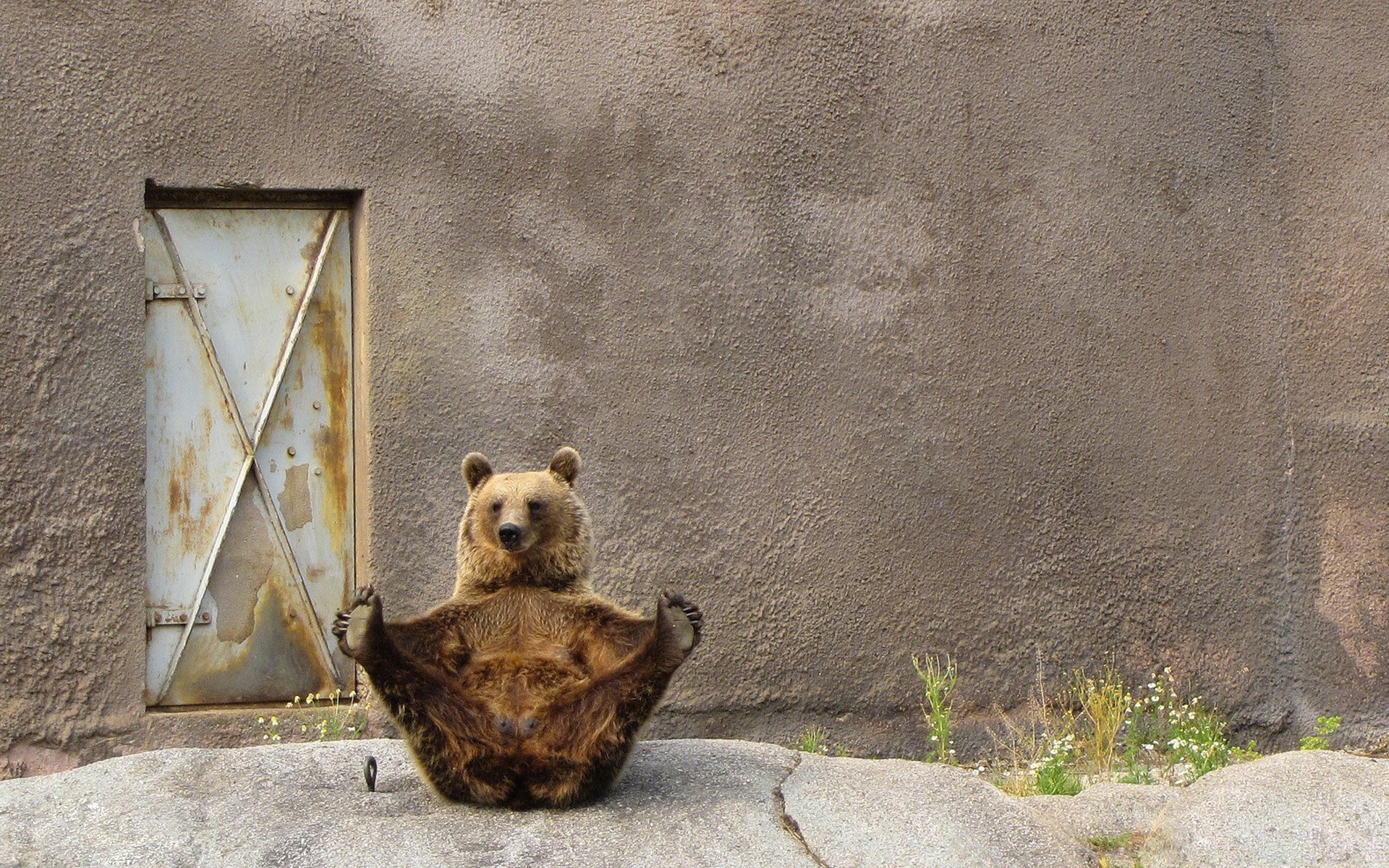 bear in yoga pose