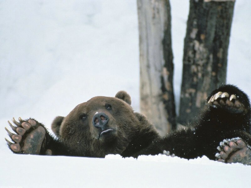 Bear lying in the snow