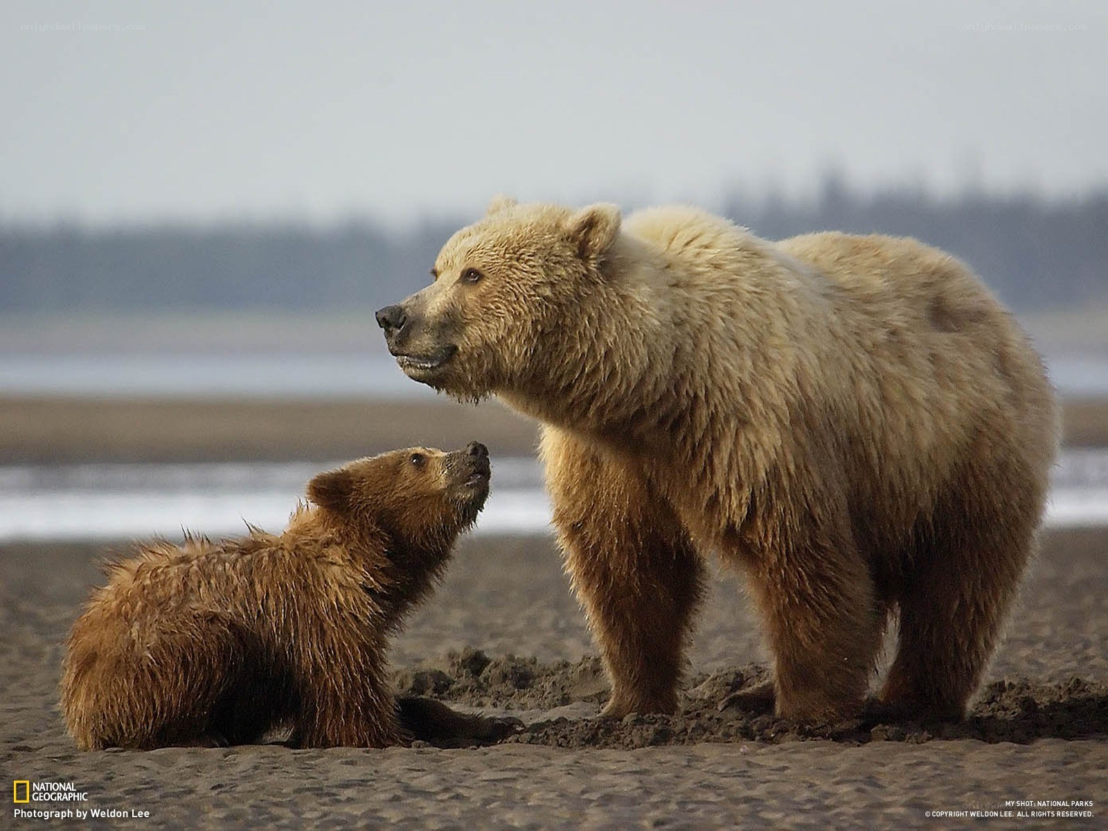 Bear mother and cub on beach