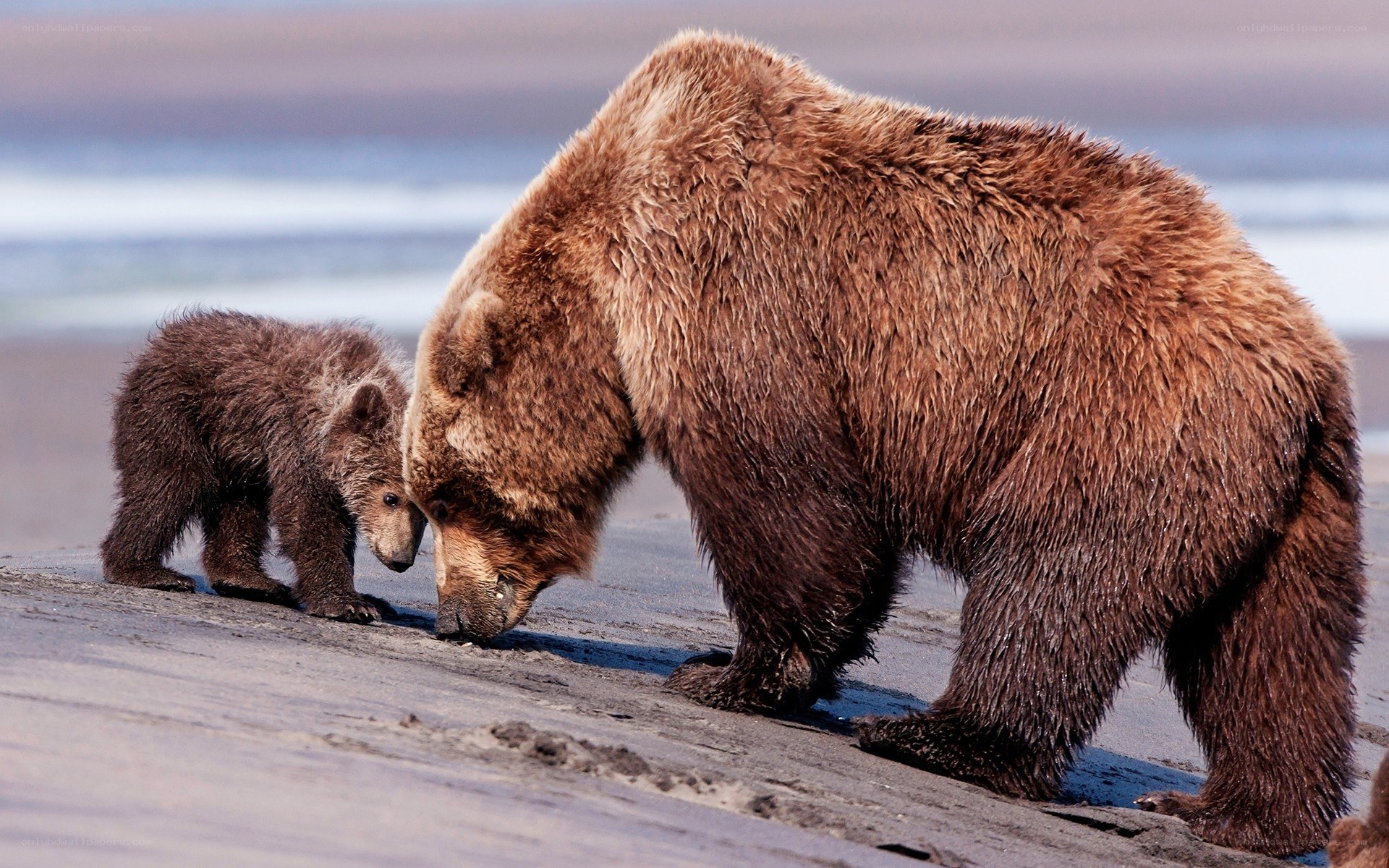 Bear mother and cub on beach