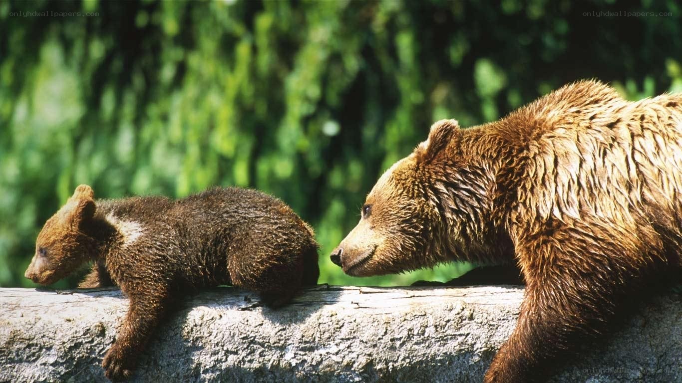 Bear mother and cub on log